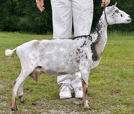 Registered Nigerian Dwarf Goats Niagara Ontario, Flat Rocks Arwen