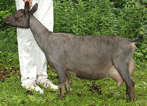 Registered Nigerian Dwarf Goats Niagara Ontario, Twin Creeks AH Chiaroscuro