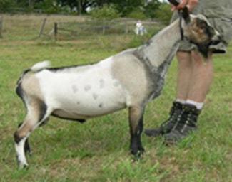 Registered Nigerian Dwarf Goats Niagara Ontario Canada, Dragonfly RY Stonewall Jackson