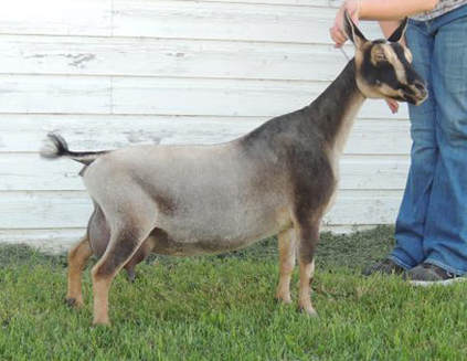 Registered Nigerian Dwarf Goats Niagara Ontario Canada, Kaapio Acre's HH Honey Dew