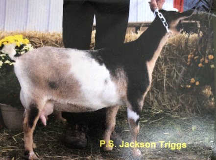 Registered Nigerian Dwarf Goats Niagara Ontario Canada, Potting Shed