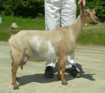 Registered Nigerian Dwarf Goats Niagara Ontario Canada, Fairlea Irene