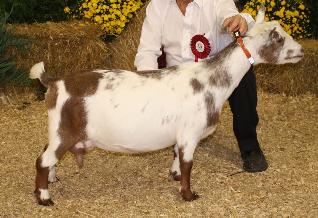 Registered Nigerian Dwarf Goats Niagara Ontario Canada, Potting Shed FG Maggie