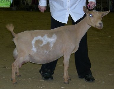 Registered Nigerian Dwarf Goats Niagara Ontario Canada, Fairlea Marguerite
