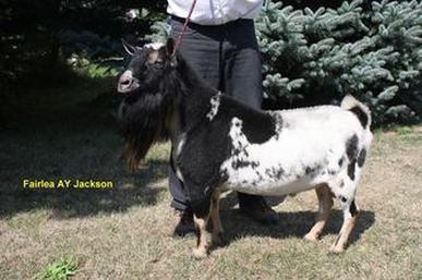 Registered Nigerian Dwarf Goats Niagara Ontario Canada, Fairlea AY Jackson