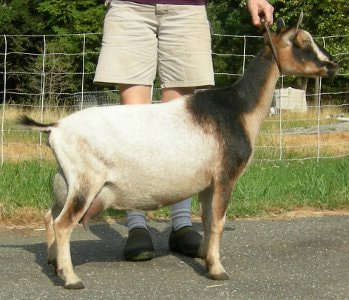 Registered Nigerian Dwarf Goats Niagara Ontario Canada, Fairlea Florence