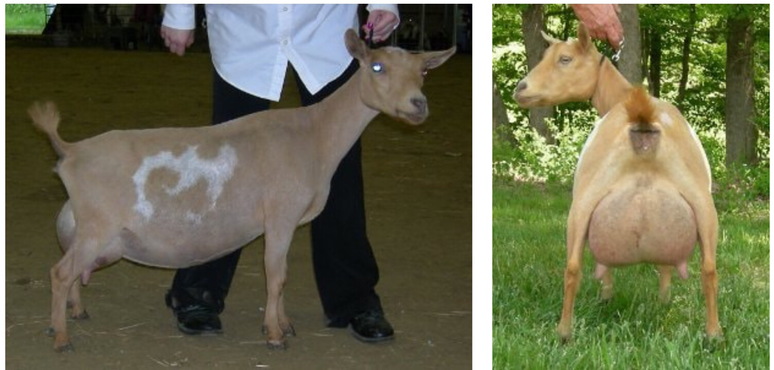 Fairlea Marguerite Nigerian Dwarf Goats