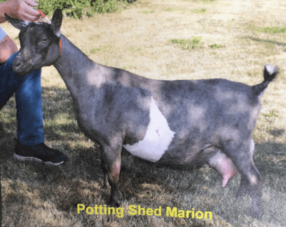 Registered Nigerian Dwarf Goats Niagara Ontario Canada, Potting Shed Marion